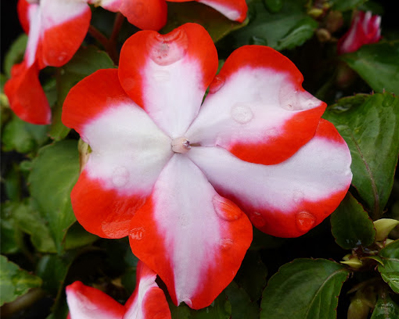 Impatiens folletto - immagine 6