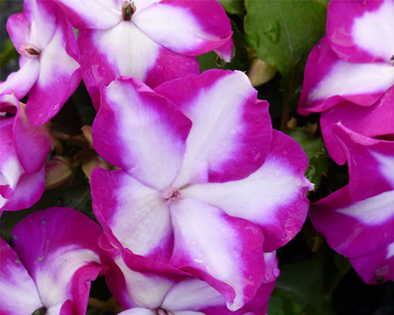 Impatiens folletto - immagine 3