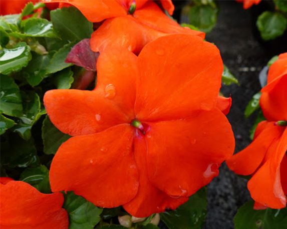 Impatiens folletto - immagine 4