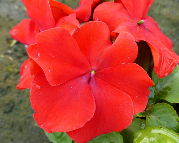 Impatiens folletto - immagine 5