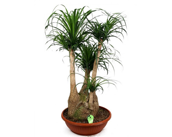 Beaucarnea Ramificata