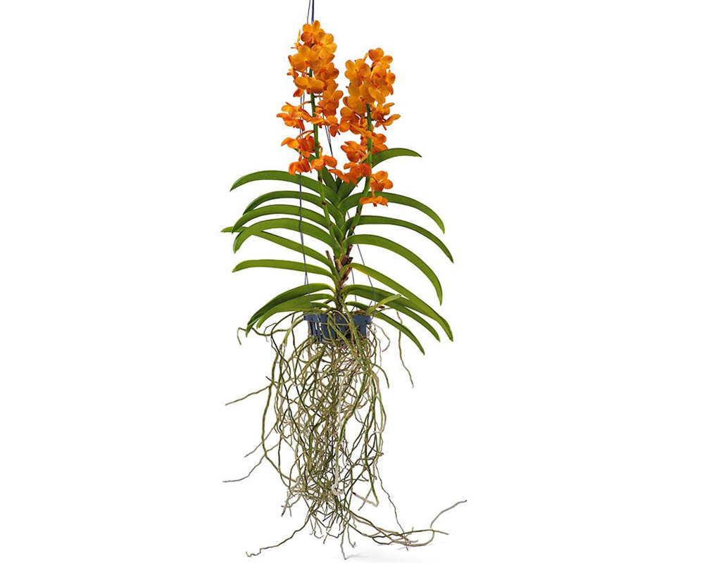 vanda orchidea piante da interno piante fiorite olanda oz planten pensili fiori a spiga piante e fiori 1