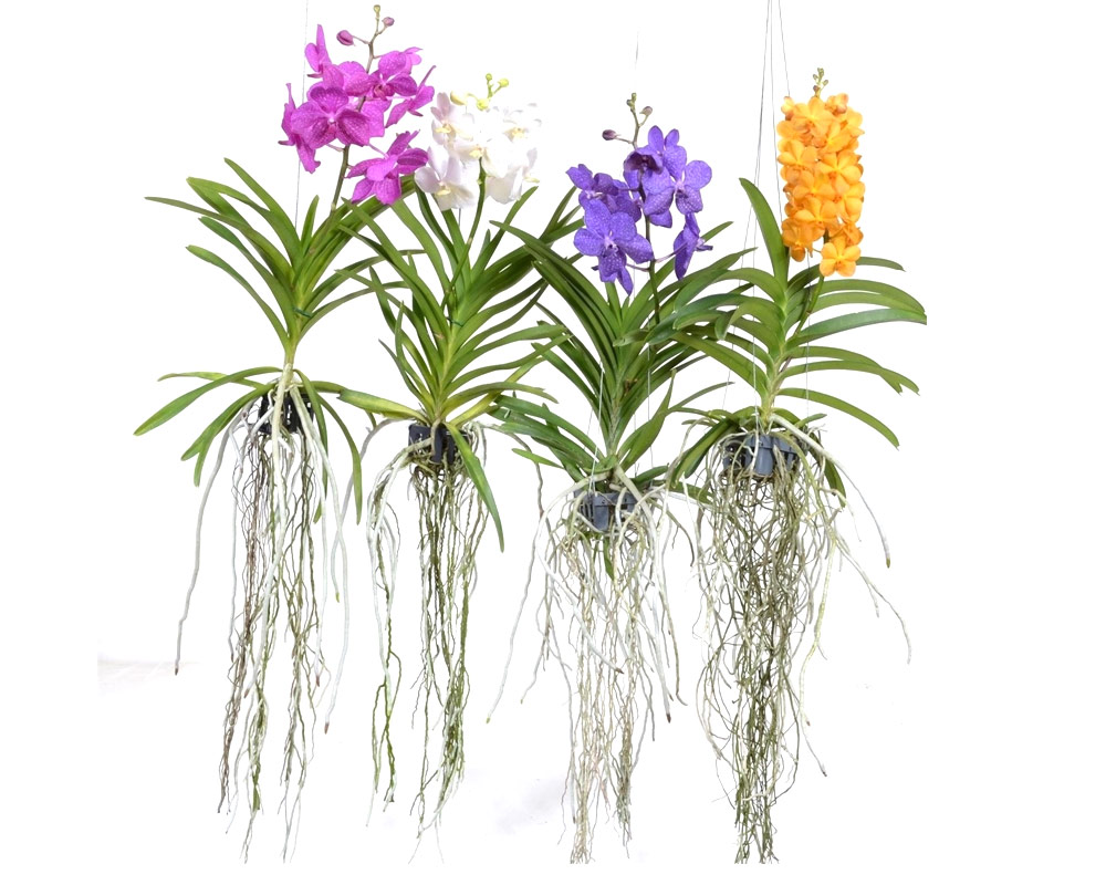vanda orchidea piante da interno piante fiorite olanda oz planten pensili fiori a spiga piante e fiori 1.jpg1 1