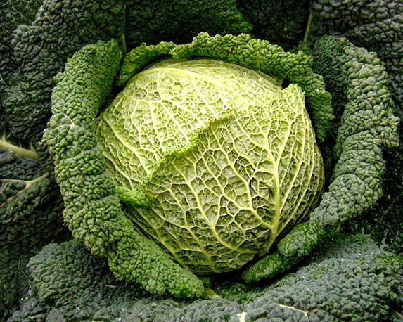 Cavolo verza minipack - immagine 3