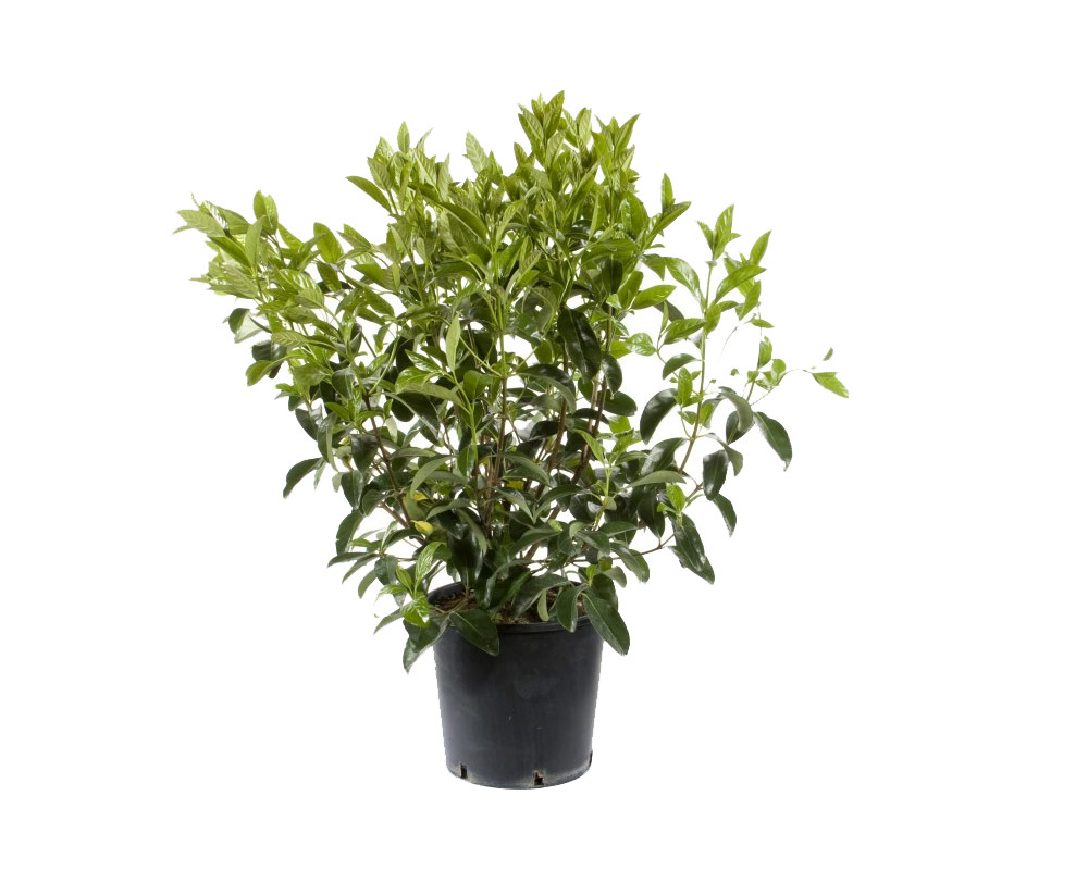 viburnum lucidum vaso 20 esterno giardino verdi 1 1