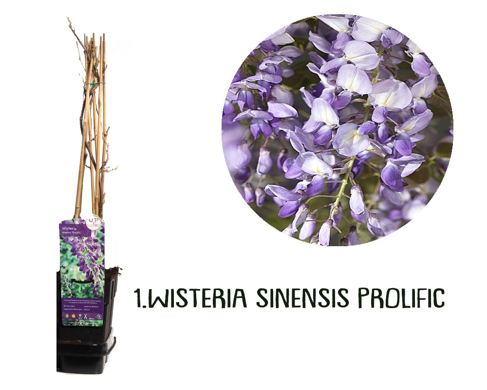 Wisteria variegata rampicante h65 - immagine 7