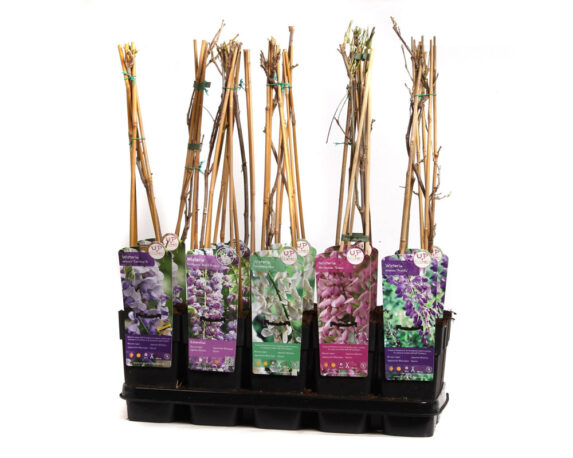 Wisteria variegata rampicante h65