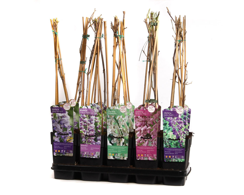 Wisteria variegata rampicante h65