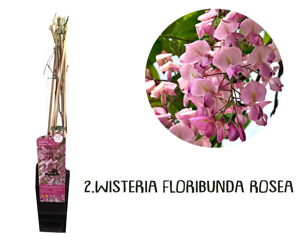 Wisteria variegata rampicante h65 - immagine 6
