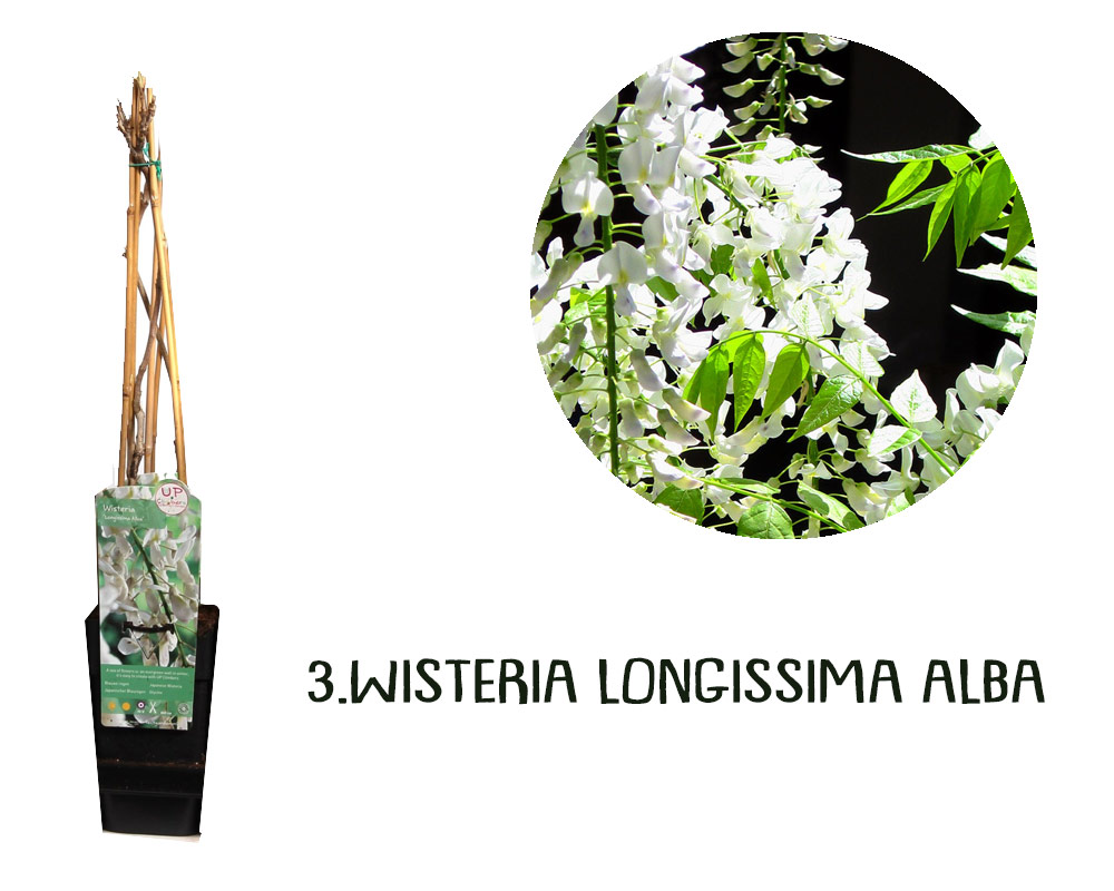 wisteria mix in canna variegata rampicante oz planten piante da giardino piante da esterno rampicanti.jpg4
