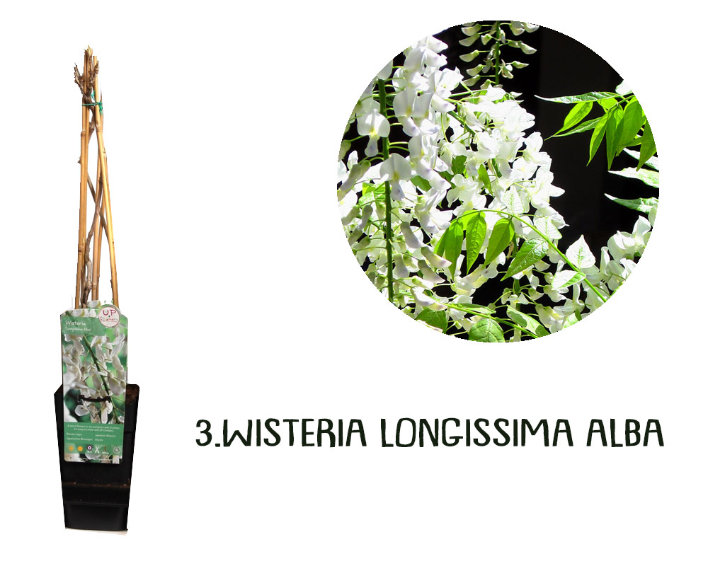 Wisteria variegata rampicante h65 - immagine 5