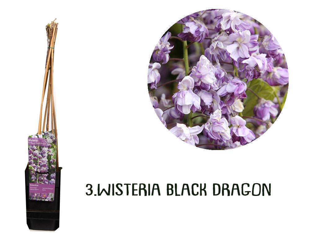 Wisteria variegata rampicante h65 - immagine 4