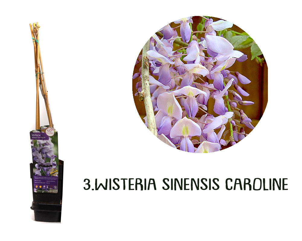 Wisteria variegata rampicante h65 - immagine 3