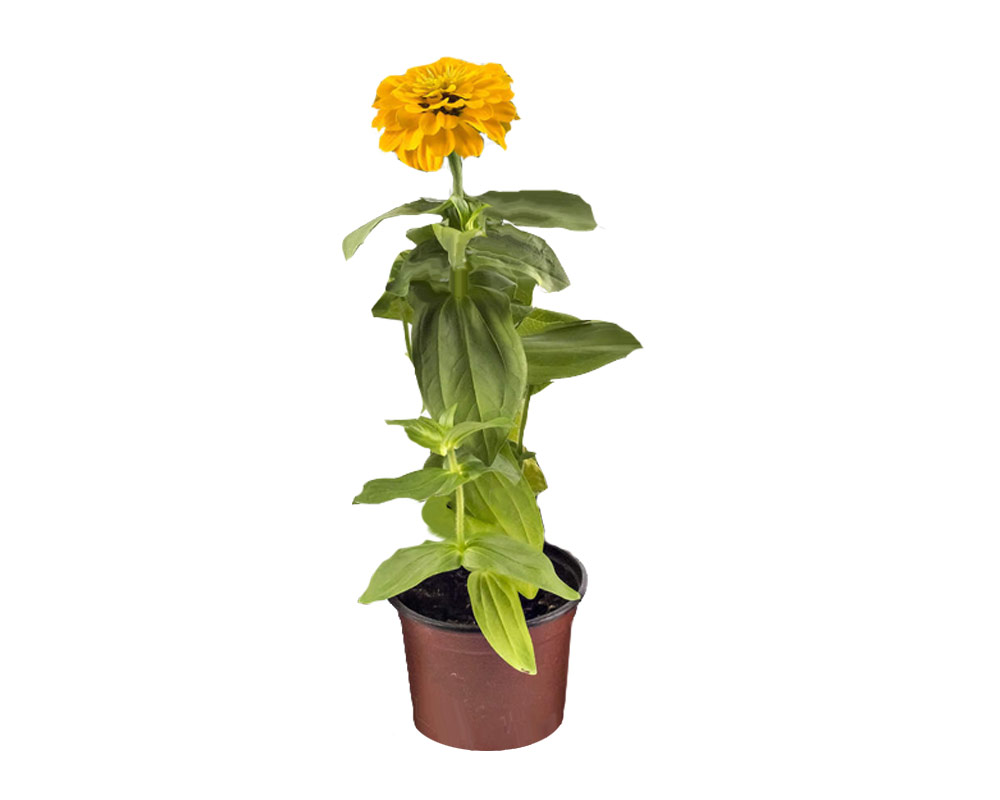 zinnia vaso 12 piante firoite piante da vivaio piante e fiori 1 1.jpg5 1 1