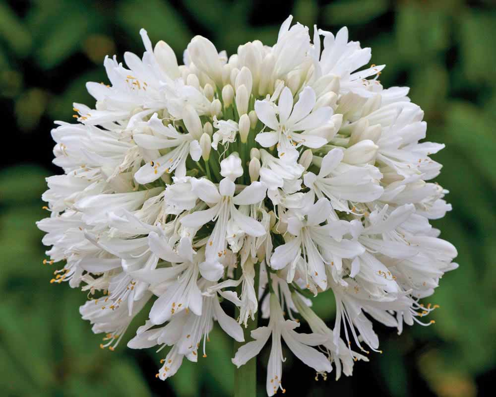 AGAPANTHUS Vaso 20 piante da esterno piante fiorite bianco