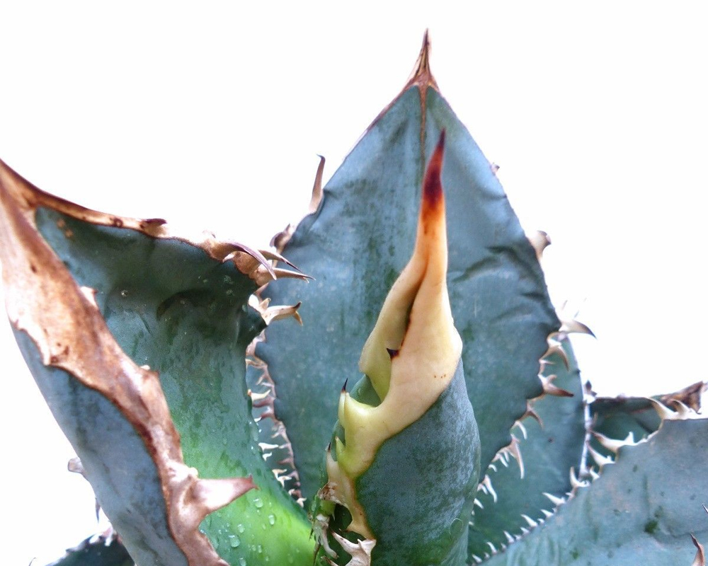 Agave titanota - immagine 2