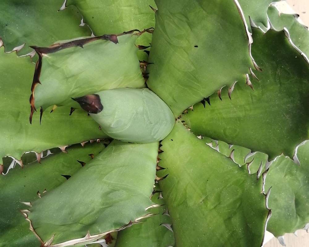 Agave titanota - immagine 3