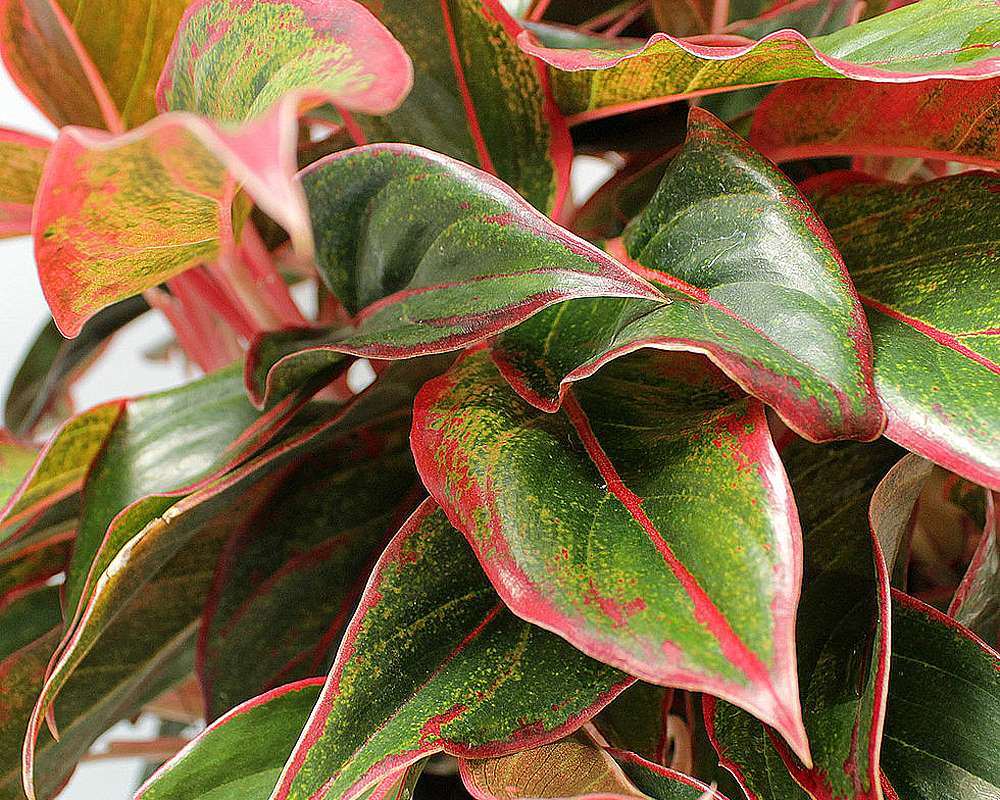 Aglaonema variegata rossa - immagine 2