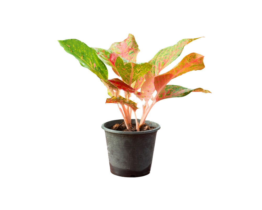 Aglaonema variegata rossa