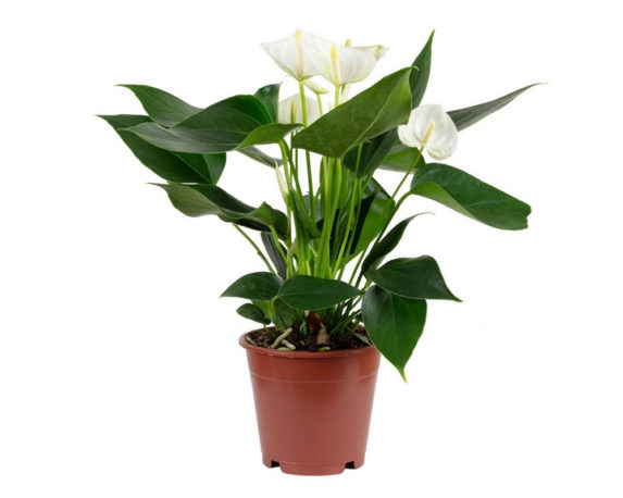 ANTHURIUM ANDREANUM BIANCO vaso 17 piante fiorite da interno