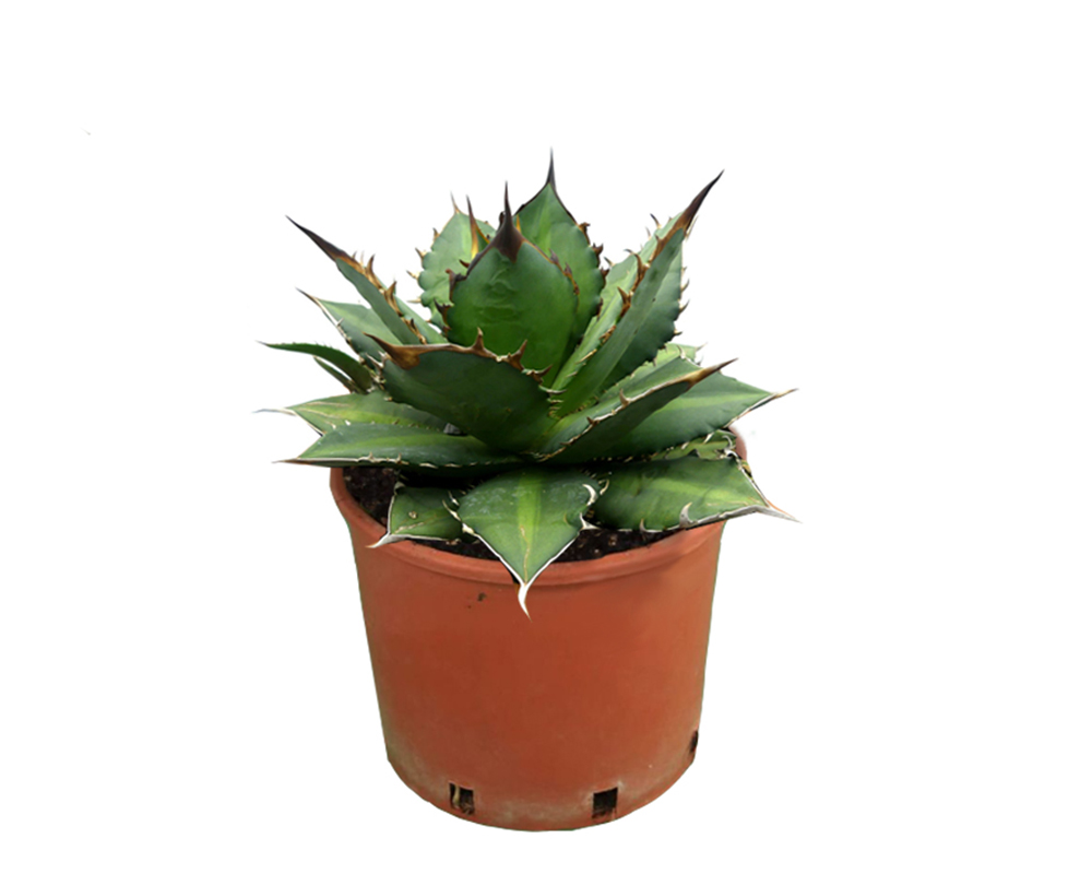 Agave titanota