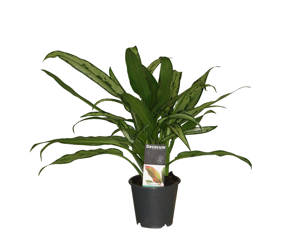 Aglanomea cutlass vaso 12 piante verdi da serra calda oz planten 1