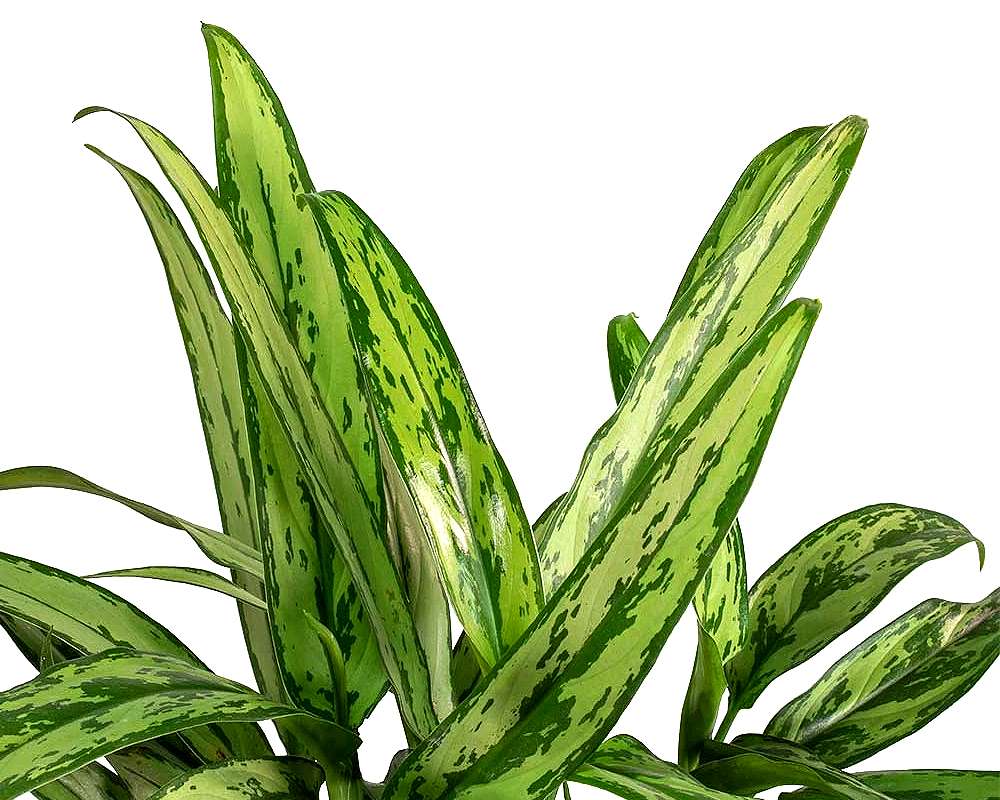Aglanomea cutlass vaso 12 piante verdi da serra calda oz planten 2