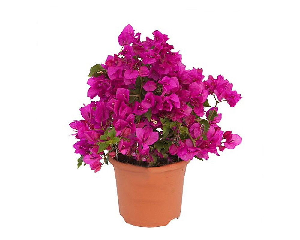 Bouganvillae sanderiana h80