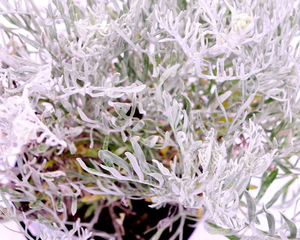 Cineraria marittima - immagine 2