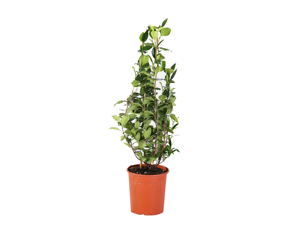 Cestrum nocturnum