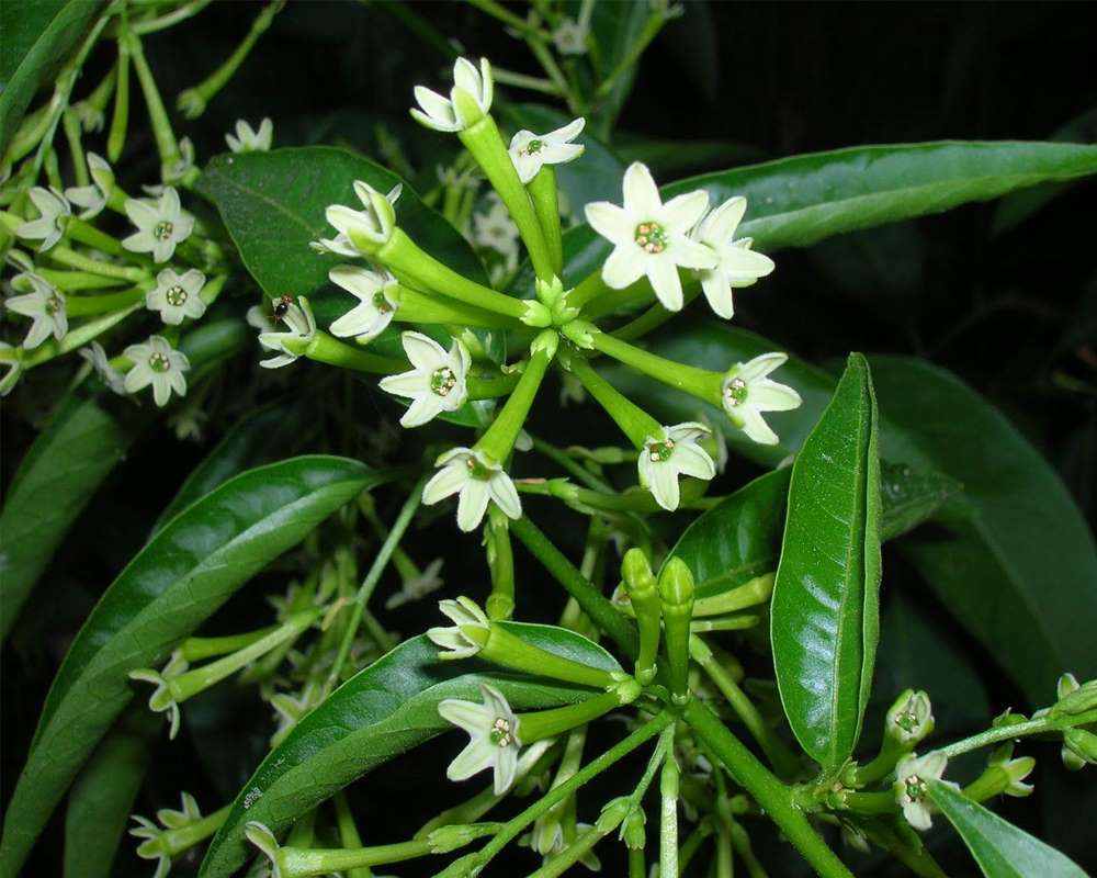 Cestrum nocturnum - immagine 2