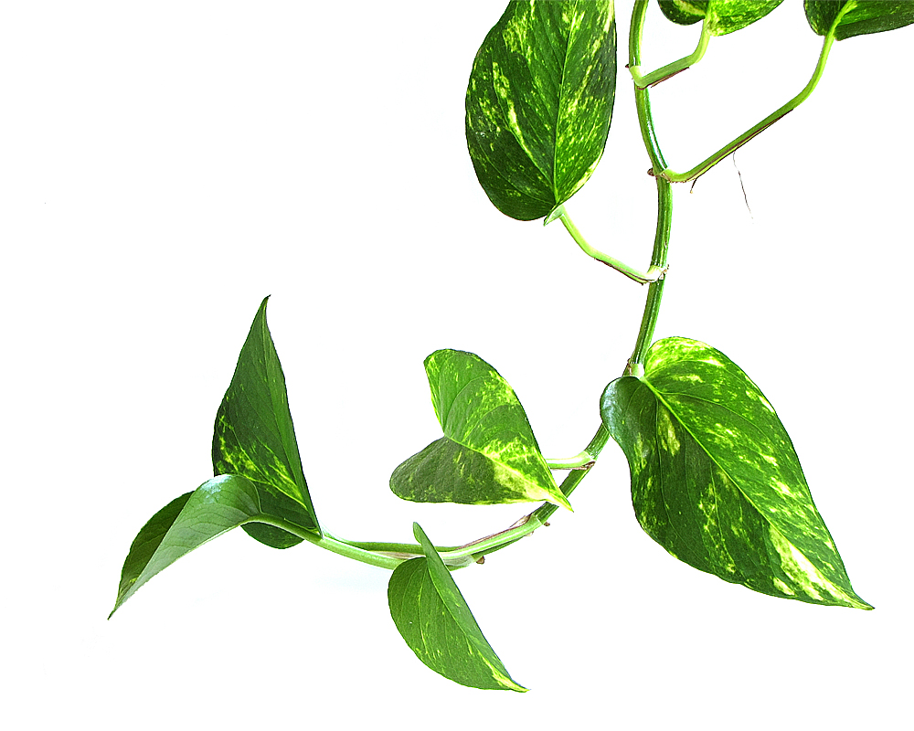 Epipremnum pinniatum basket - immagine 2