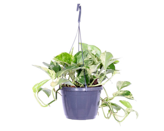 Epipremnum pinniatum basket