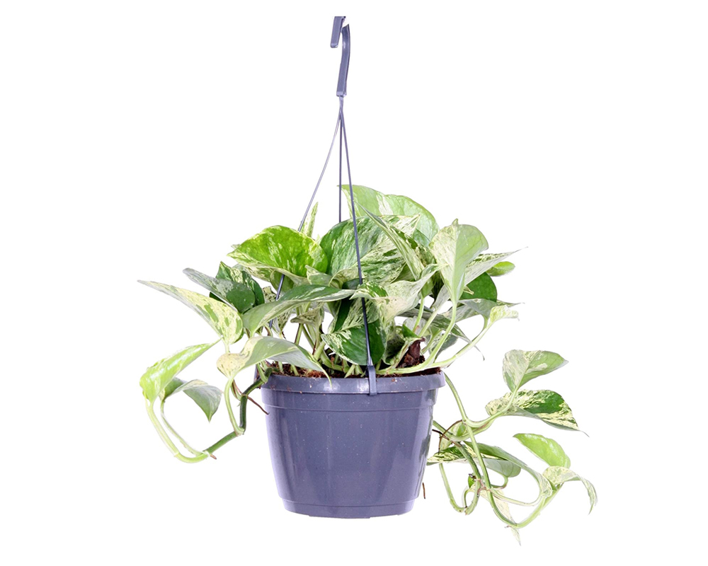 Epipremnum pinniatum basket