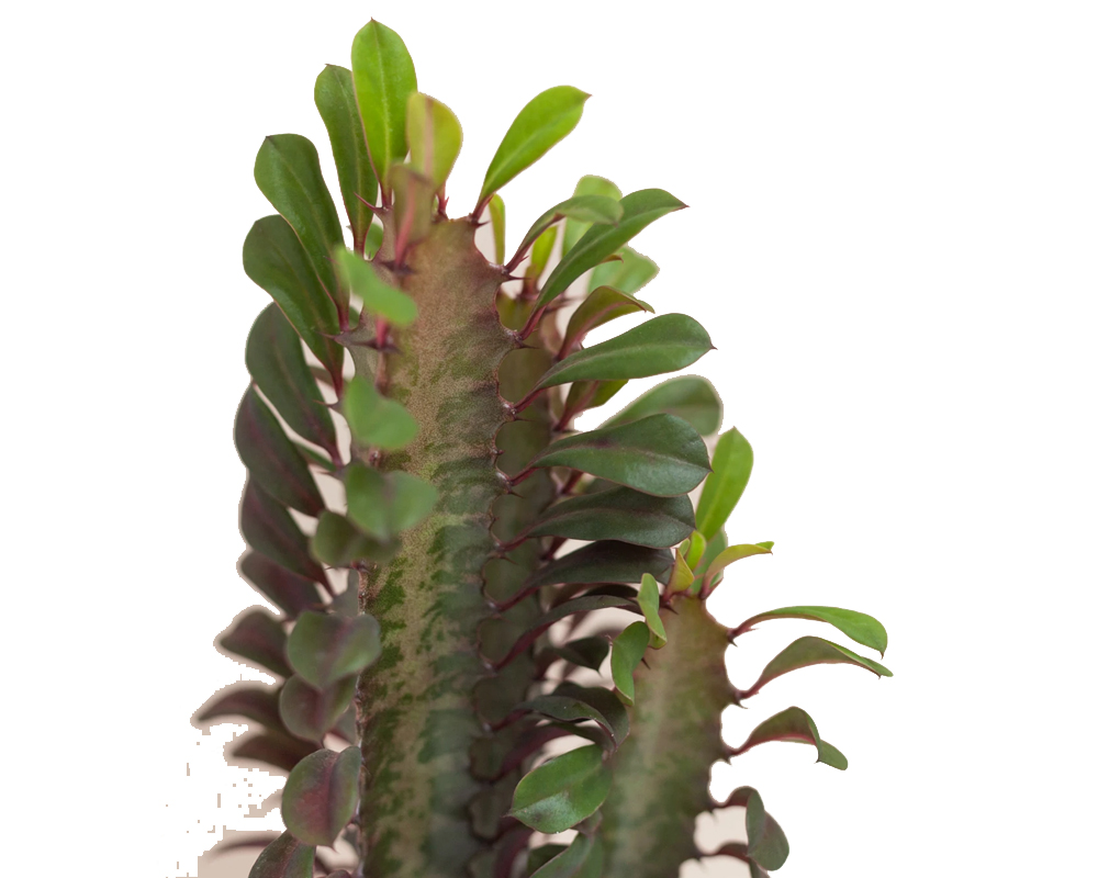 Euphorbia trigona rubra - immagine 2