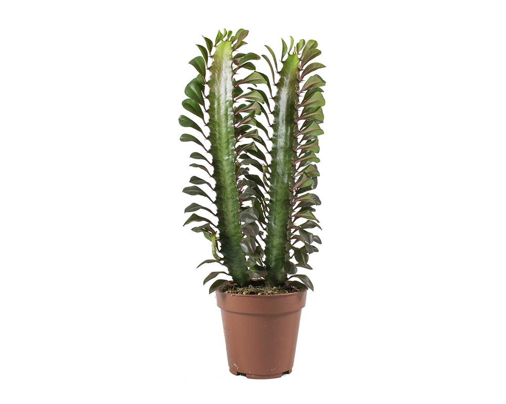 Euphorbia trigona rubra