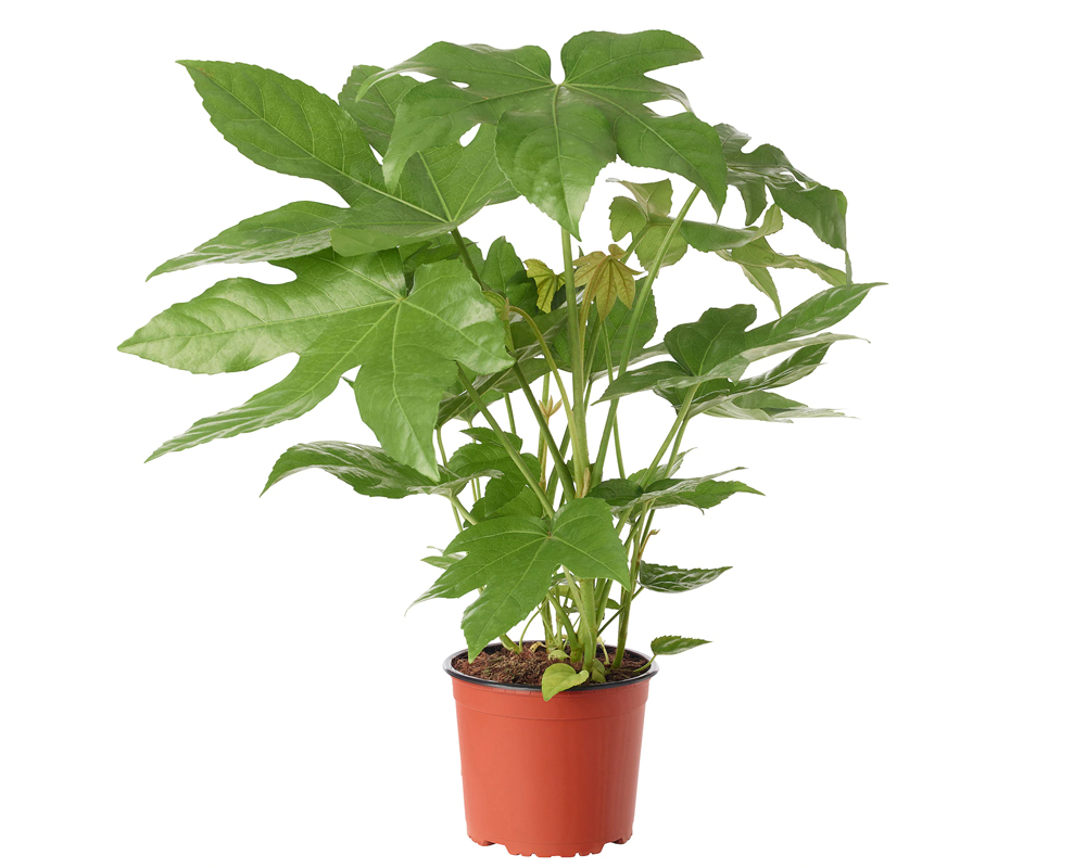 FATSIA JAPONICA vaso 12 piante da interno piante da serra oz planten