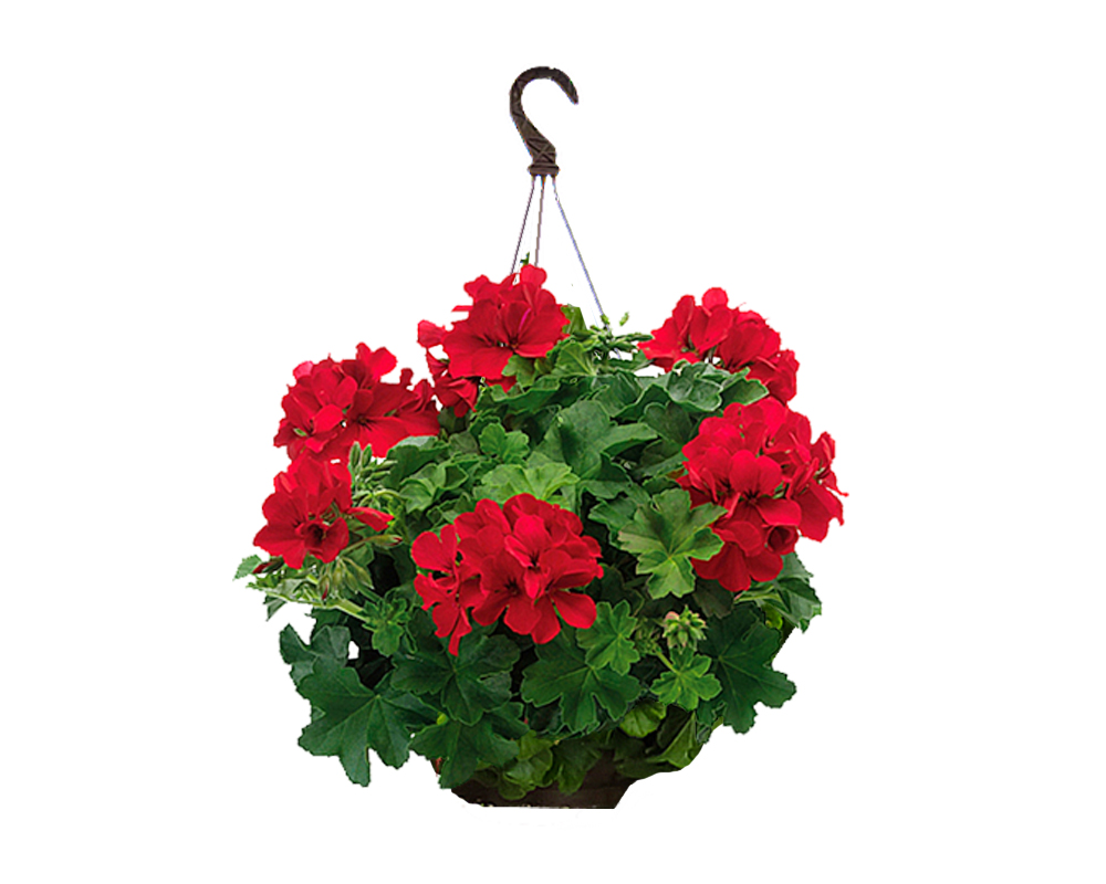 Geranio interspecifico in basket