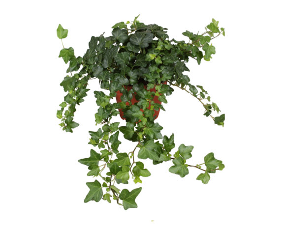 HEDERA MIX vaso 18 piante ricadenti rampicanti verdi 2