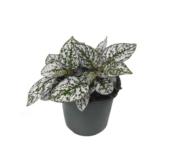 Hypoestes phyllostachia piante interno sempoe verdi oz planten vaso 9 2