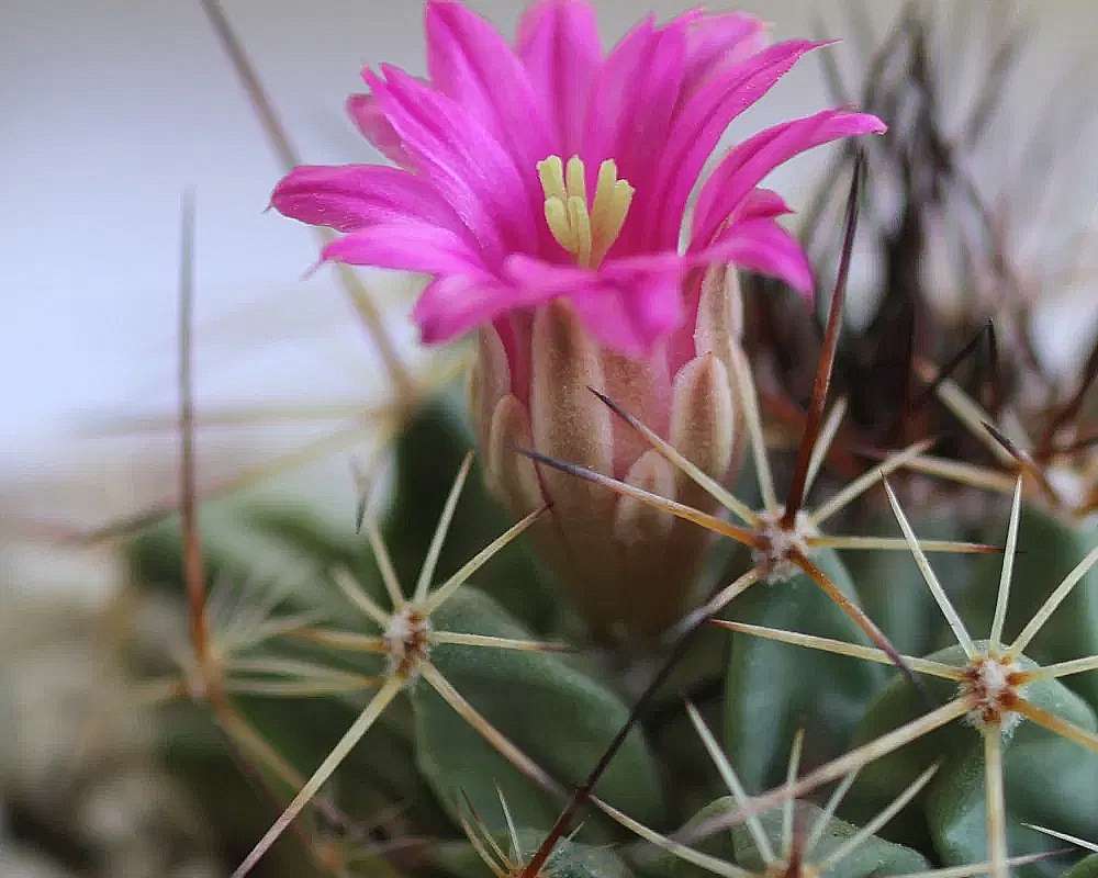 Mammilaria - immagine 2