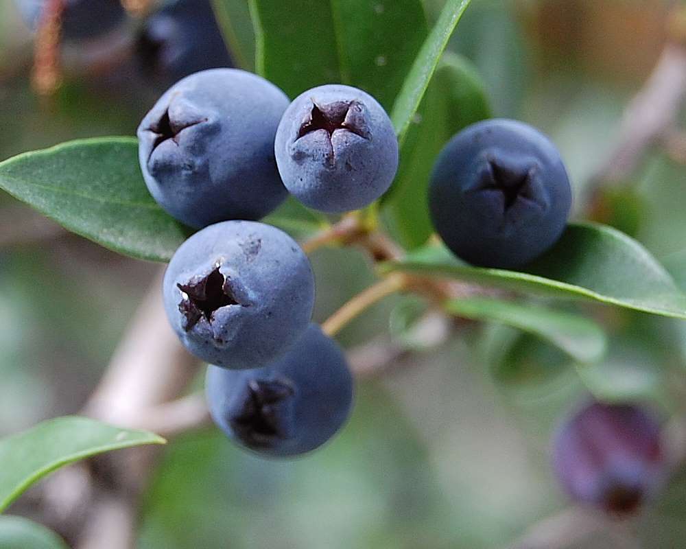 Mirto comune luma - immagine 2