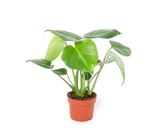 MONSTERA vaso 12 piante verdi da serra calda Oz Planten
