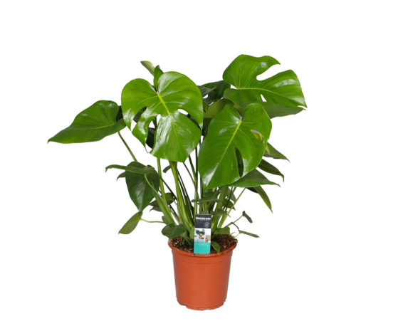 MONSTERA vaso 21 piante verdi da serra calda Oz Planten