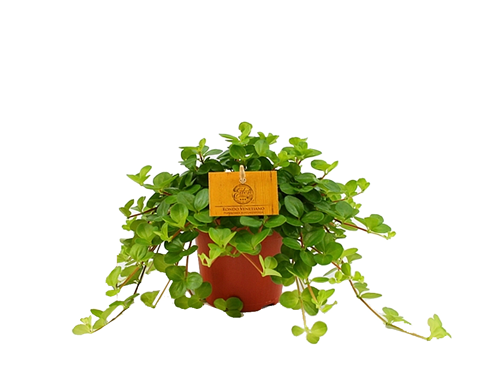 Peperomia rotundifolia