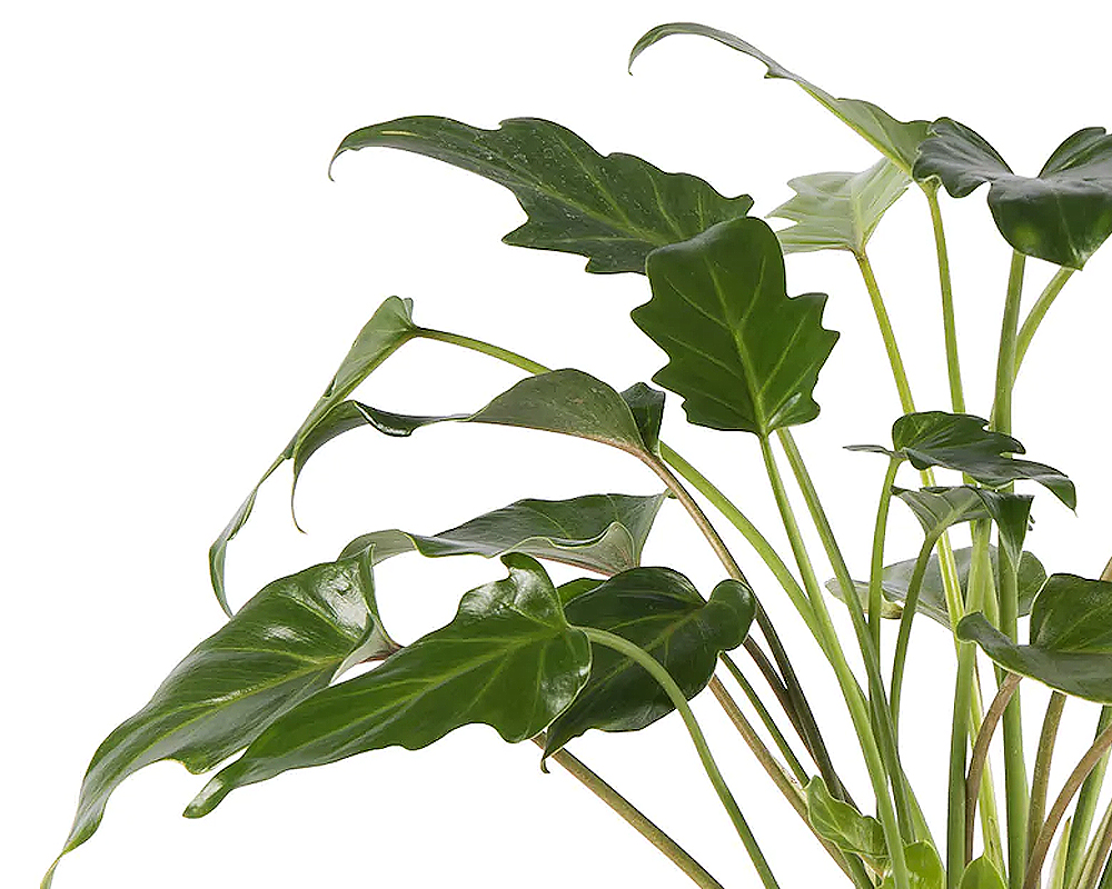 Philodendron xanadu - immagine 2