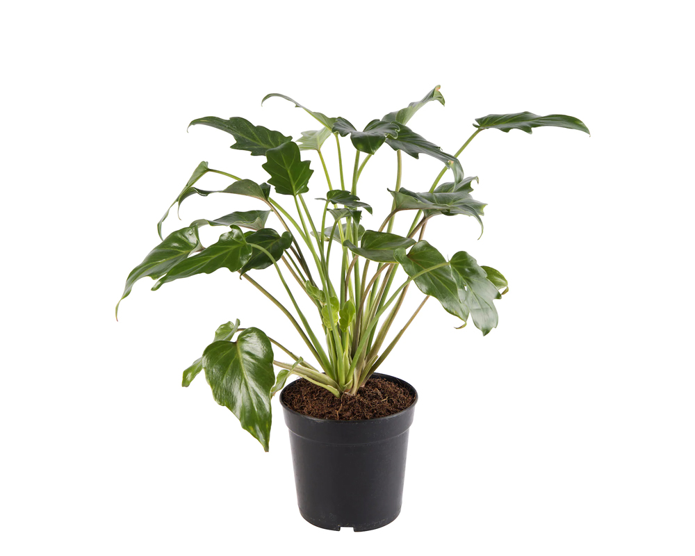 Philodendron xanadu