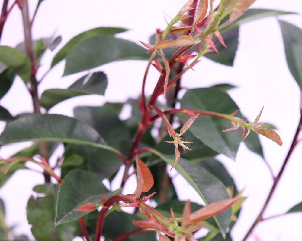 Photinia fraseri red robin - immagine 2