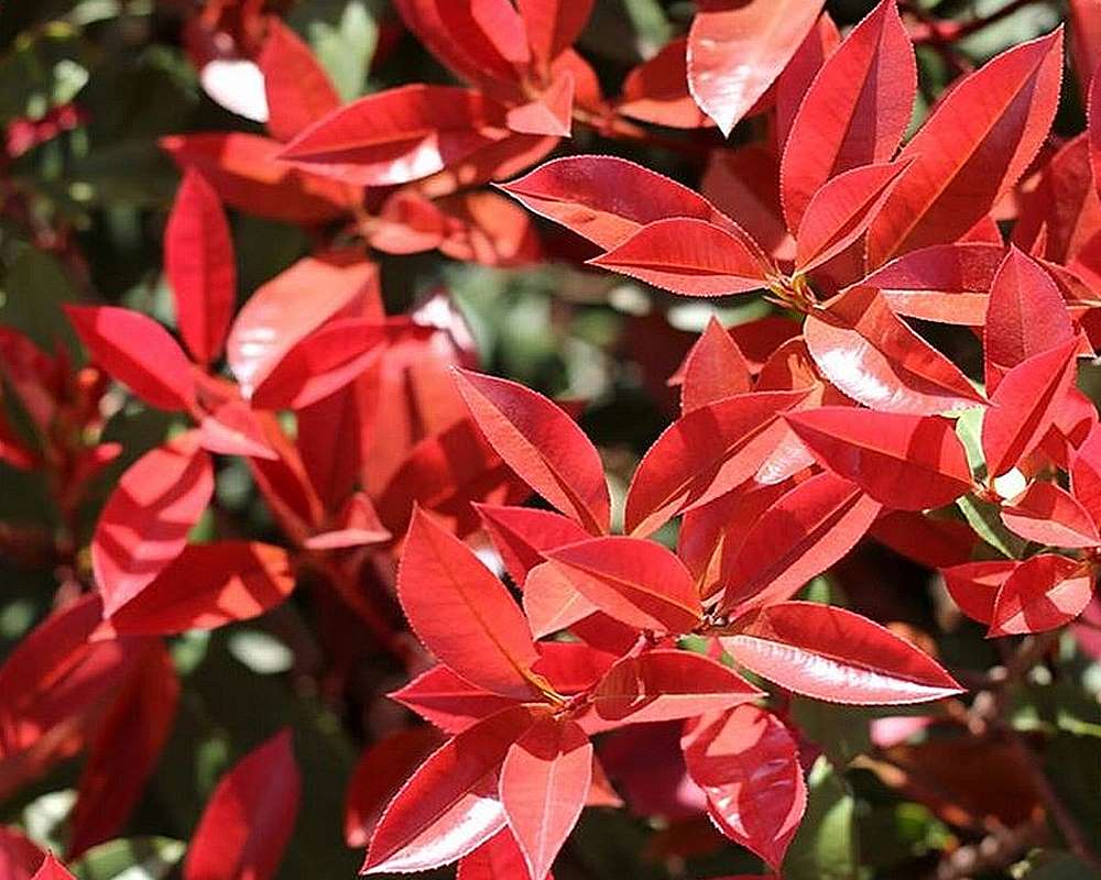 Photinia fraseri red robin - immagine 3