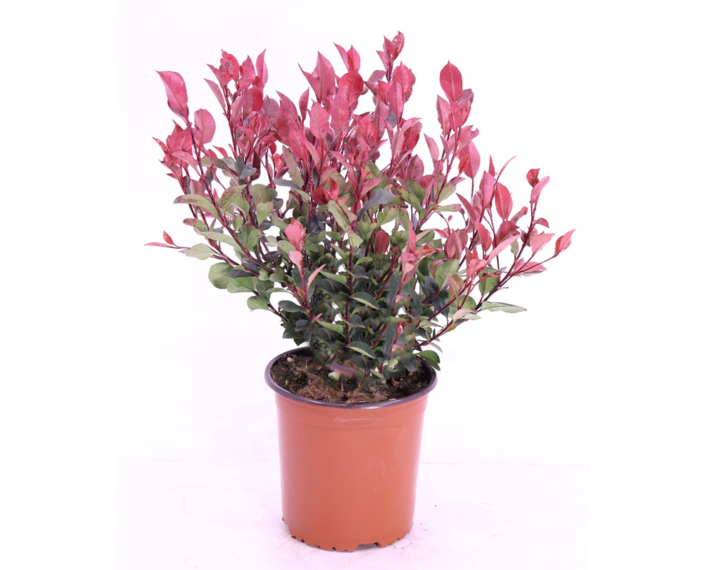 Photinia fraseri red robin